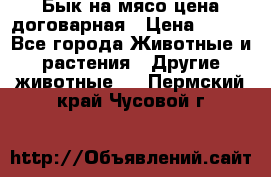 Бык на мясо цена договарная › Цена ­ 300 - Все города Животные и растения » Другие животные   . Пермский край,Чусовой г.